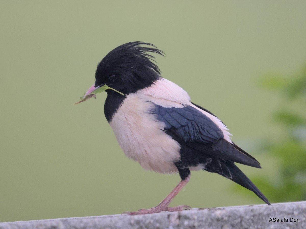 Rosy Starling - Fanis Theofanopoulos (ASalafa Deri)