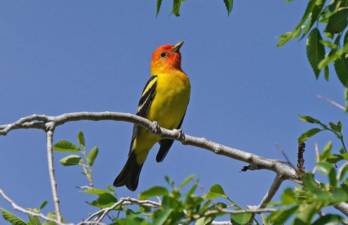 Western Tanager - ML619404862