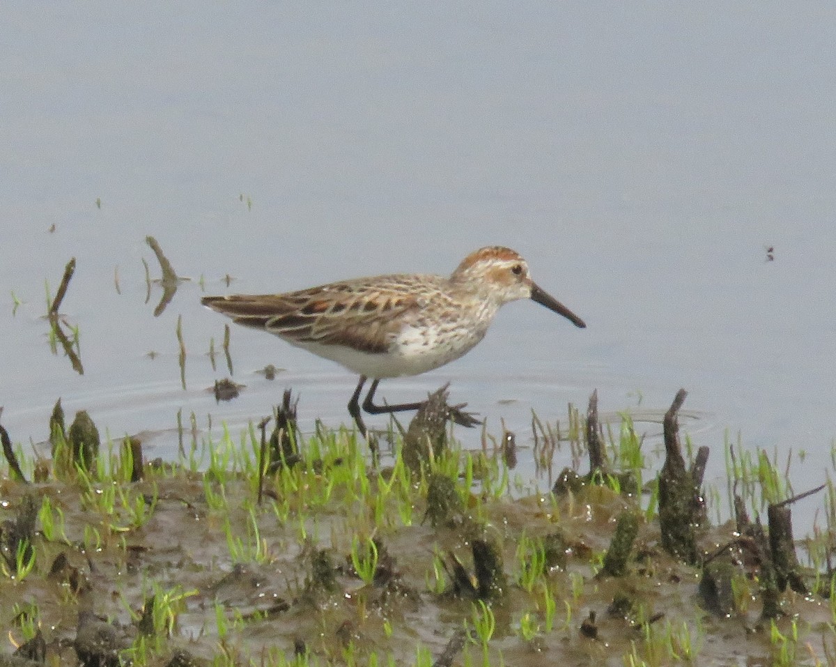 Western Sandpiper - Kathryn Clouston