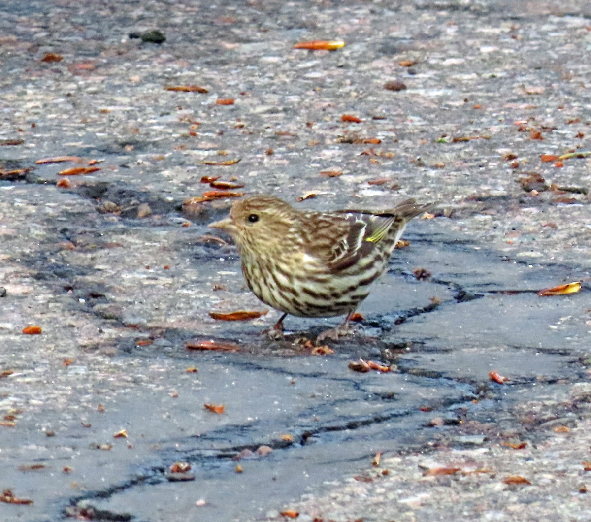 Pine Siskin - JoAnn Potter Riggle 🦤