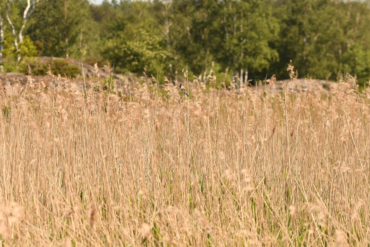 Reed Bunting - Sunanda Vinayachandran