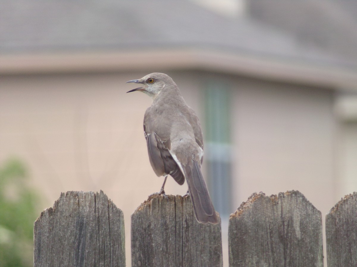 Northern Mockingbird - Texas Bird Family