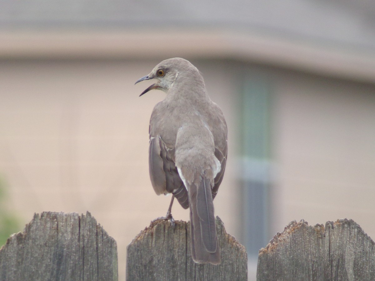 Northern Mockingbird - Texas Bird Family