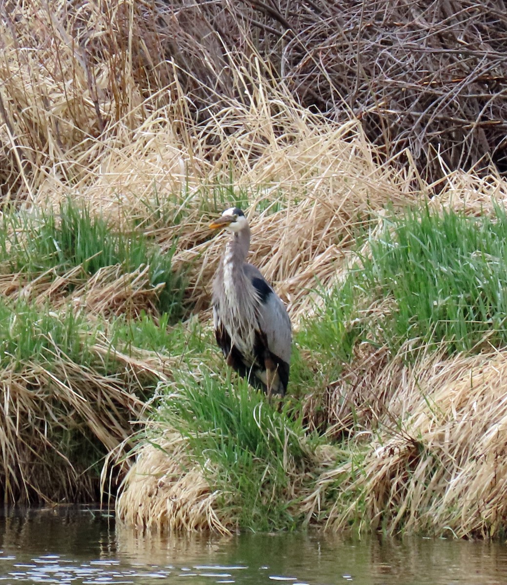 Great Blue Heron - JoAnn Potter Riggle 🦤