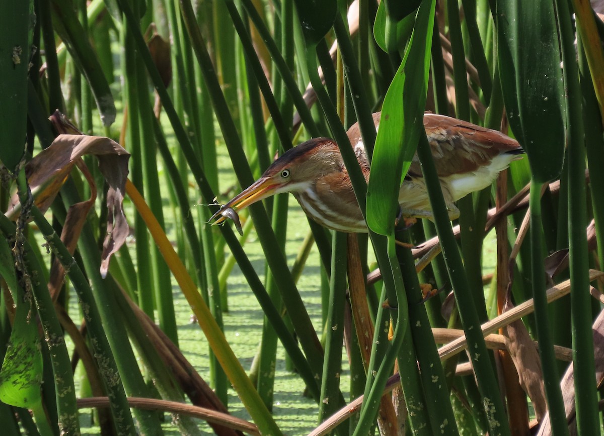 Least Bittern - Susan Young