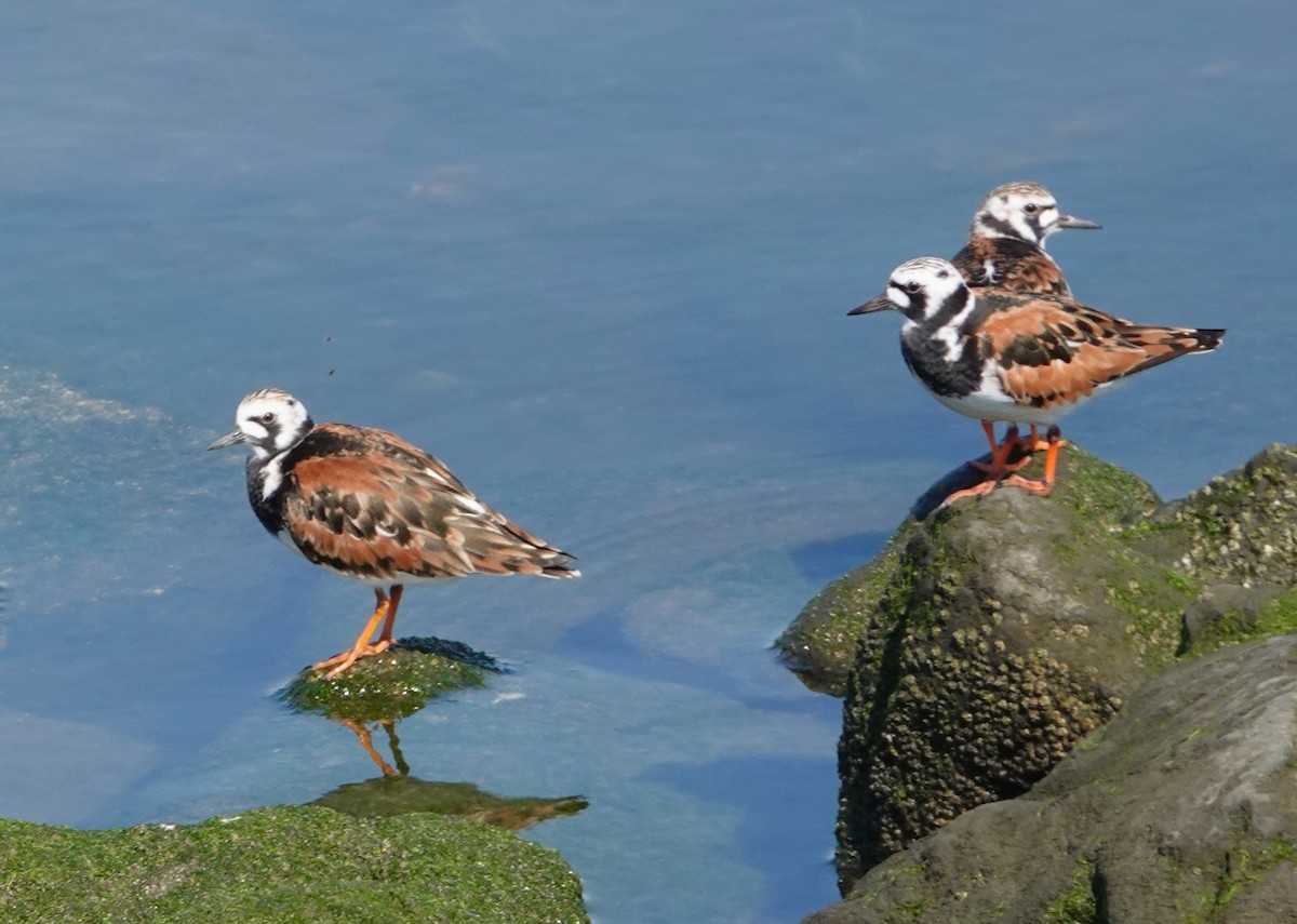 Ruddy Turnstone - Seth Ausubel