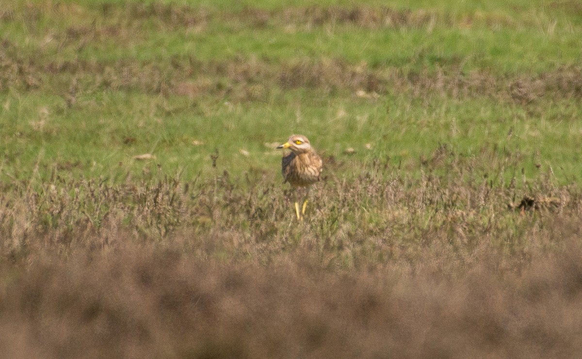 Eurasian Thick-knee - Theo de Clermont