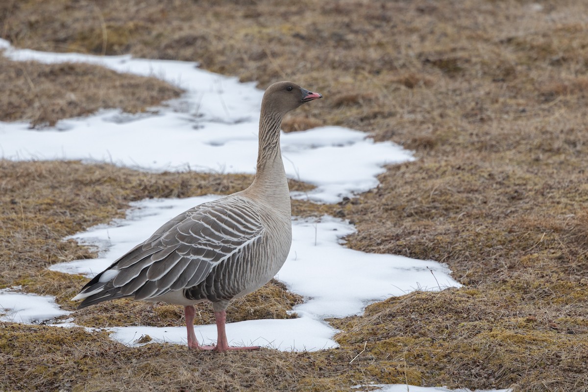 Pink-footed Goose - Adrian Boyle