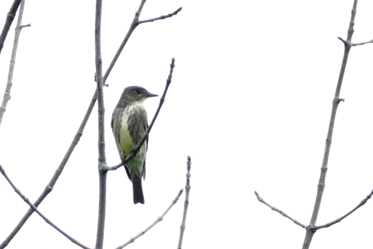 Olive-sided Flycatcher - Louise Courtemanche 🦅