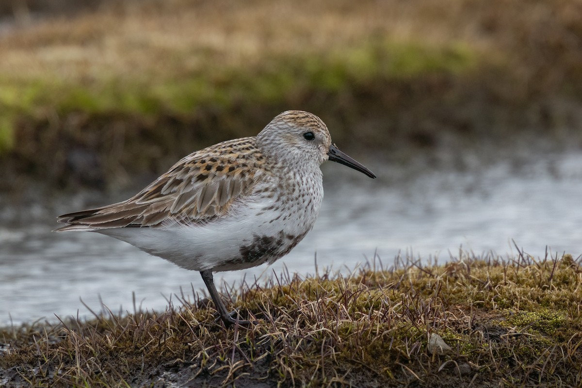 Dunlin - ML619404940