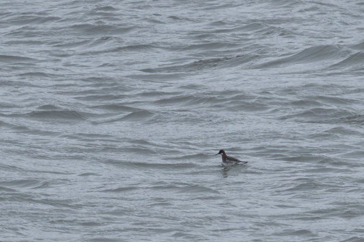 Red-necked Phalarope - Adrian Boyle