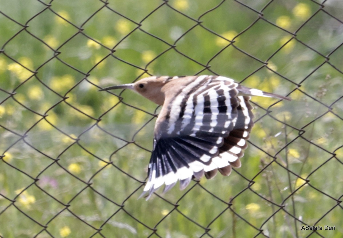 Eurasian Hoopoe - Fanis Theofanopoulos (ASalafa Deri)