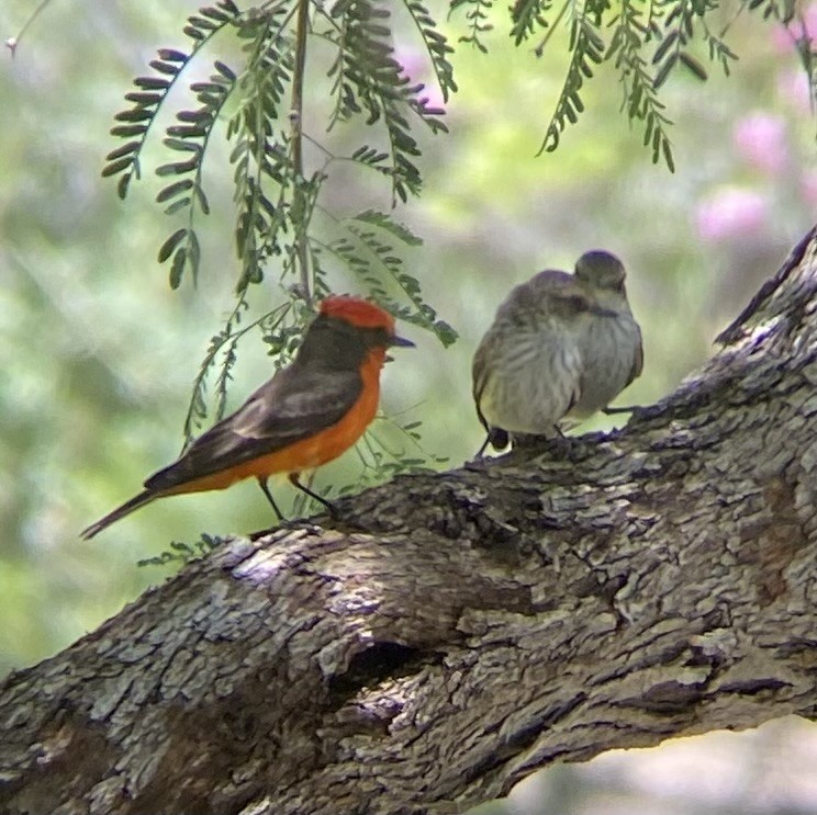 Vermilion Flycatcher - ML619404956