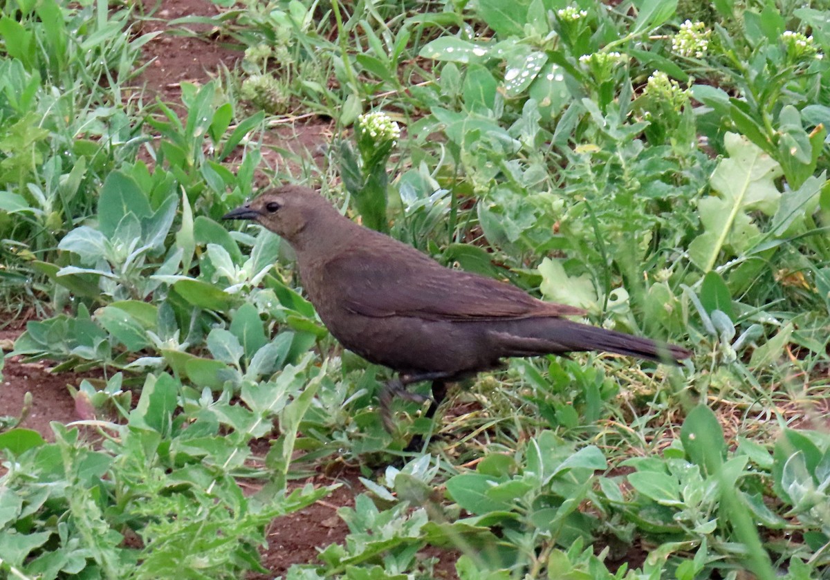 Brewer's Blackbird - JoAnn Potter Riggle 🦤