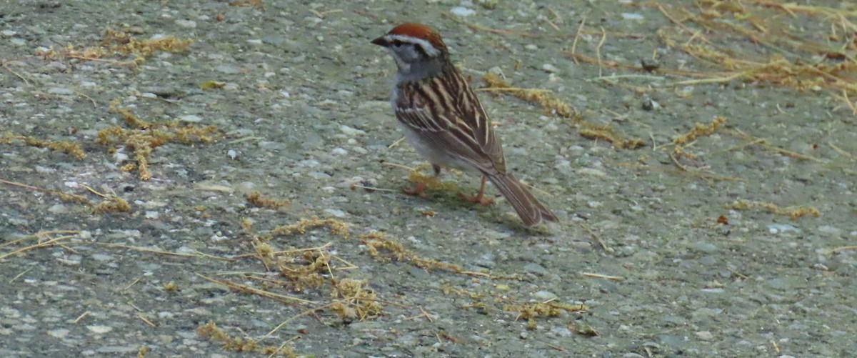 Chipping Sparrow - Richard Spedding