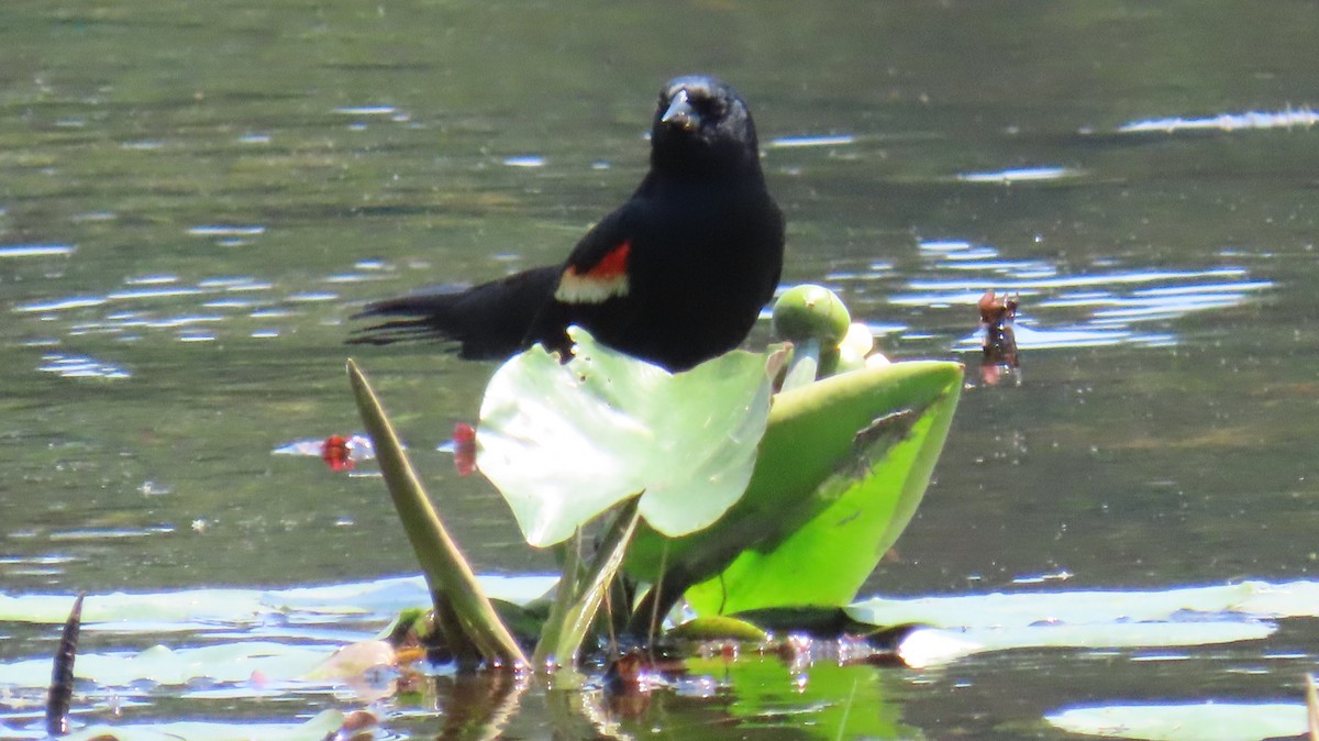 Red-winged Blackbird - Richard Spedding