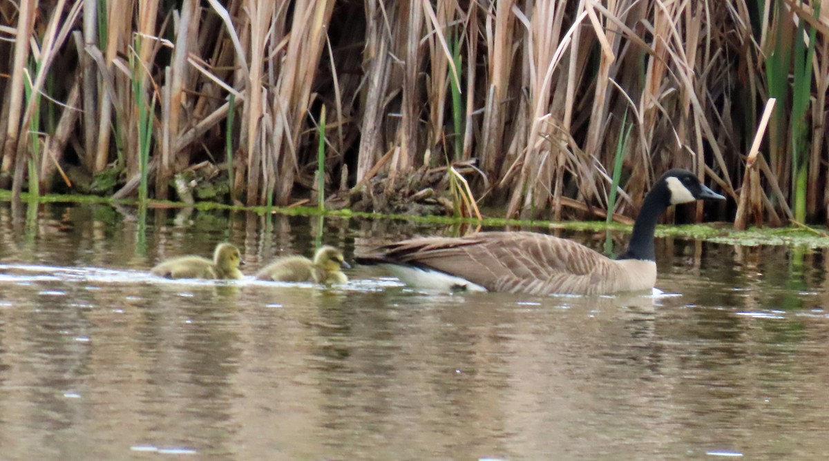 Canada Goose - JoAnn Potter Riggle 🦤