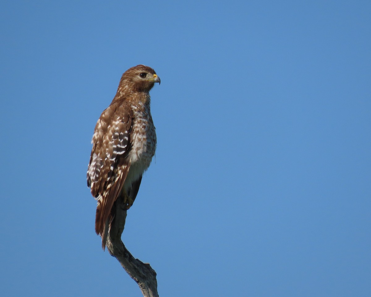 Red-shouldered Hawk - Susan Young