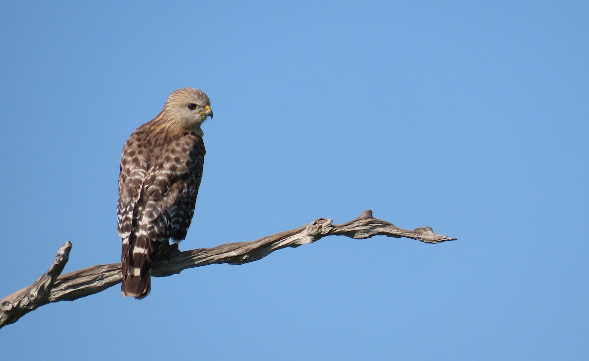 Red-shouldered Hawk - Susan Young