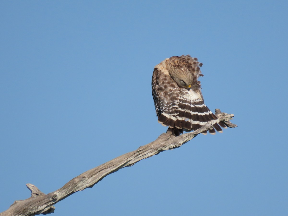 Red-shouldered Hawk - Susan Young