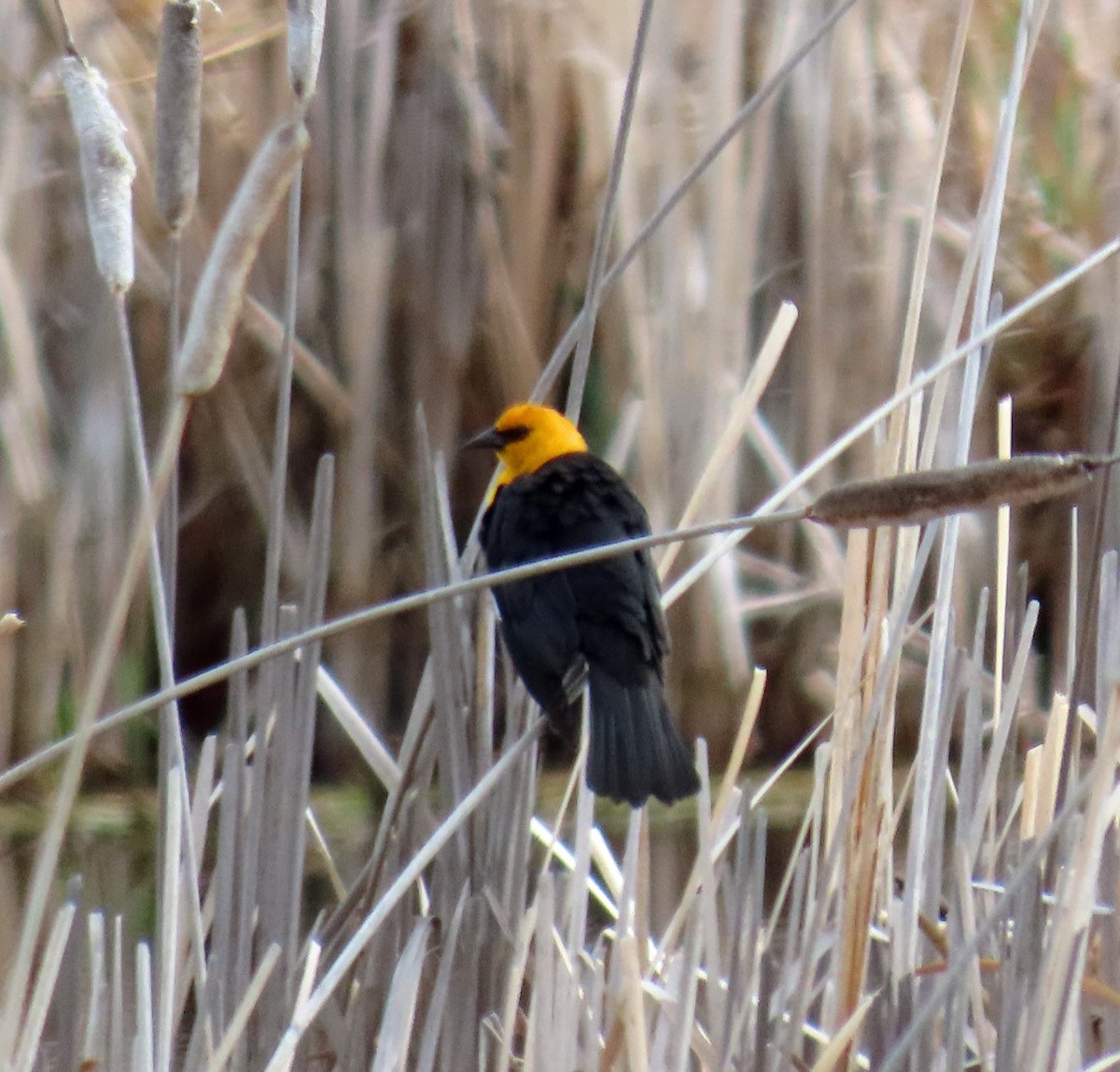 Yellow-headed Blackbird - JoAnn Potter Riggle 🦤