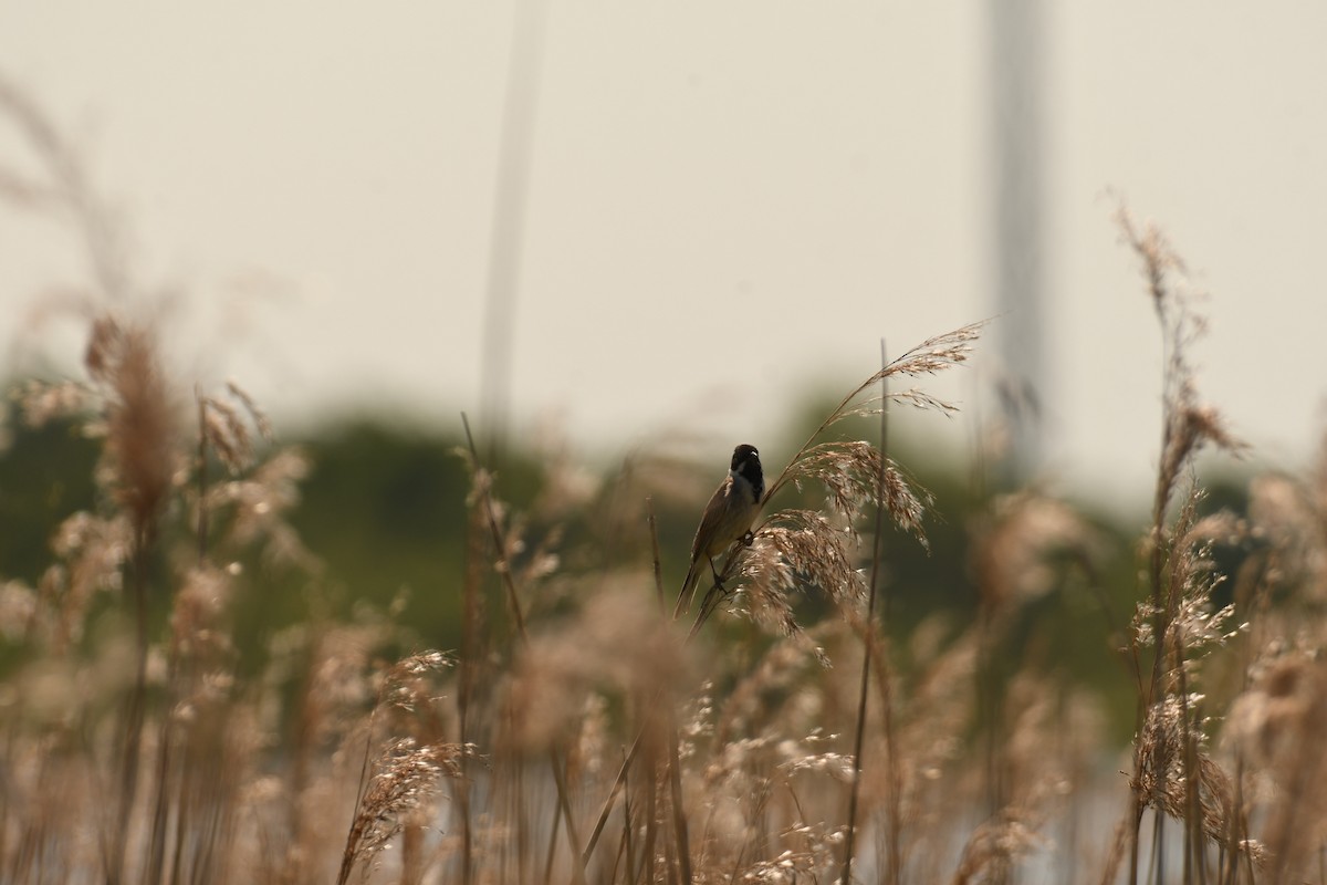 Reed Bunting - Sunanda Vinayachandran