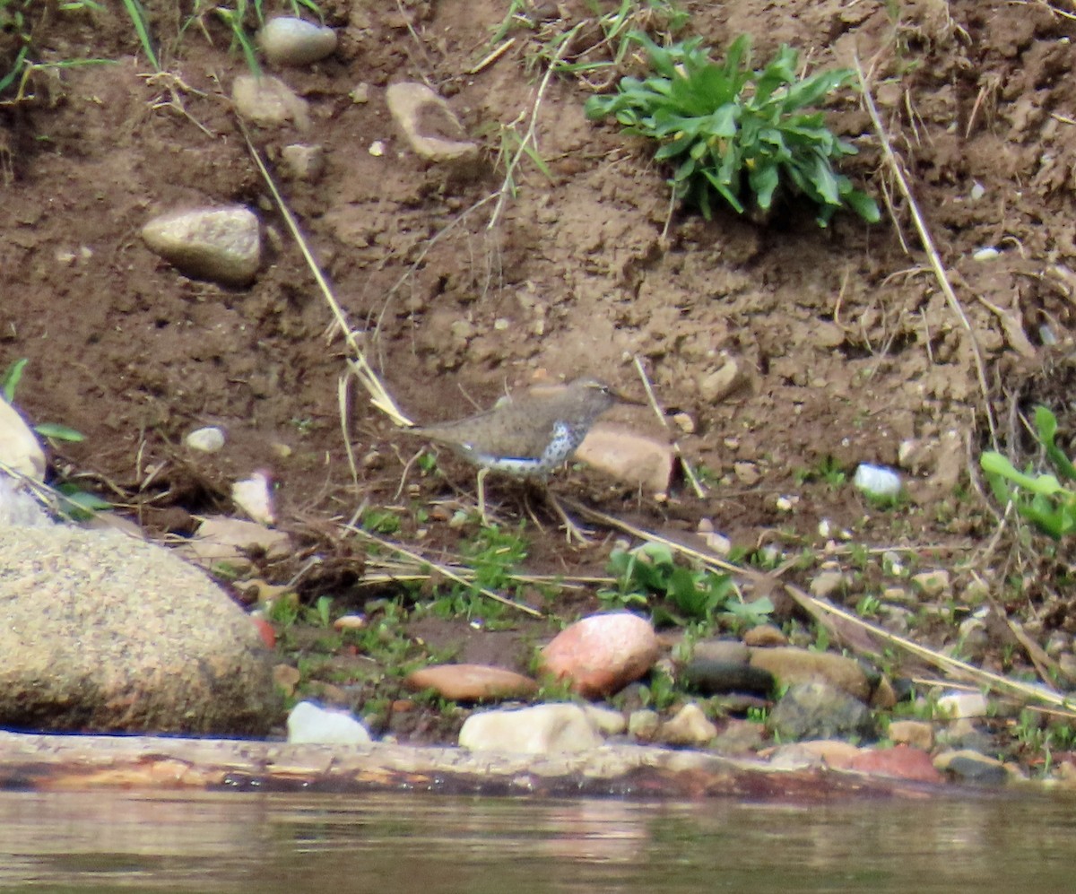 Spotted Sandpiper - JoAnn Potter Riggle 🦤