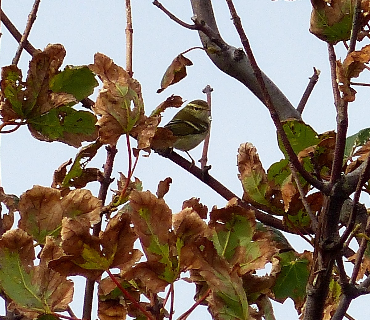 Yellow-browed Warbler - George Dunbar