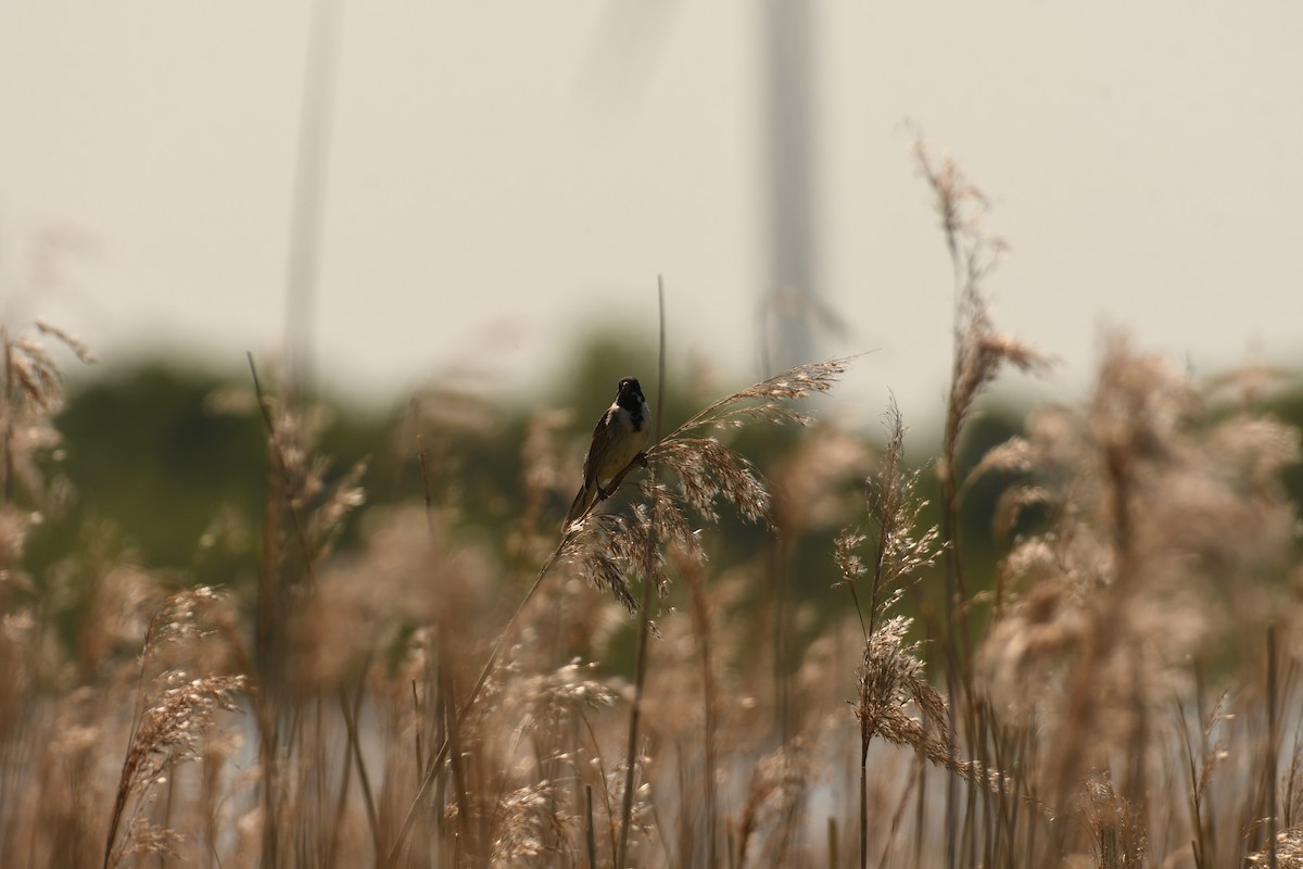 Reed Bunting - Sunanda Vinayachandran