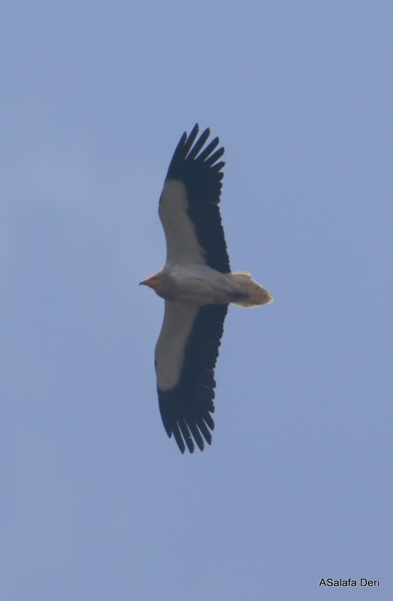 Egyptian Vulture - Fanis Theofanopoulos (ASalafa Deri)