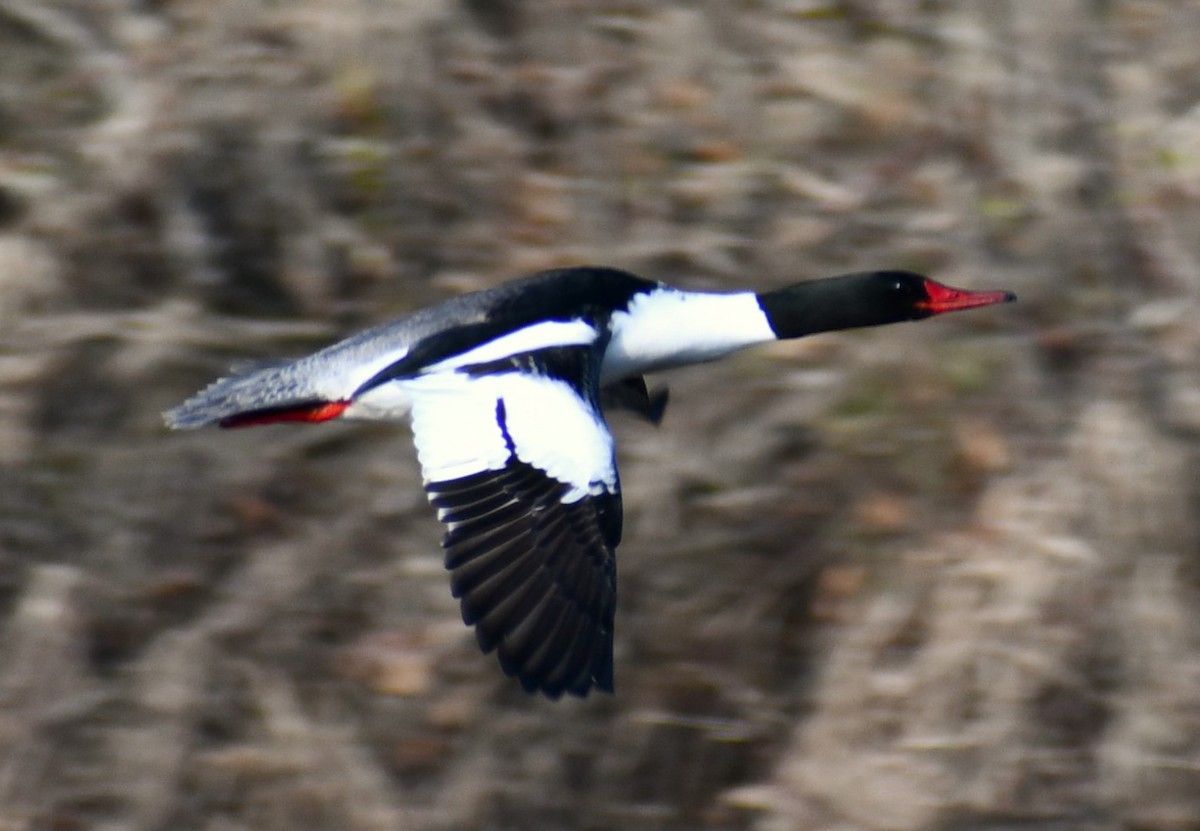 Common Merganser - Kim  Selbee