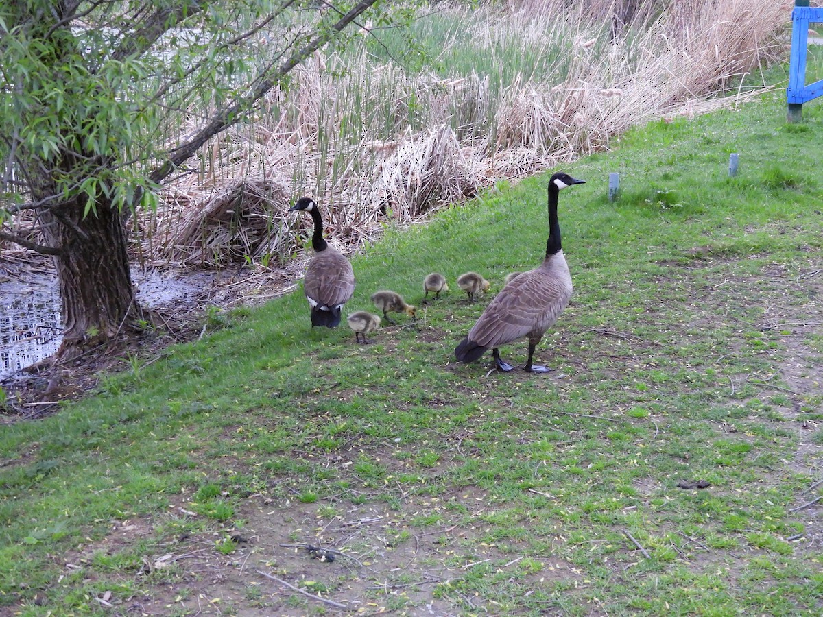 Canada Goose - Denise Moreault