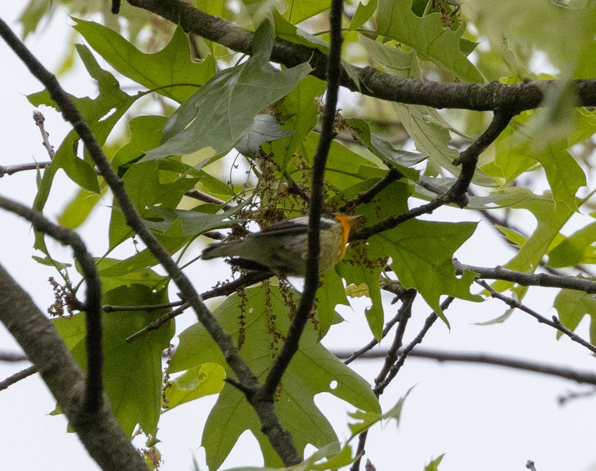 Blackburnian Warbler - Greg Harrington