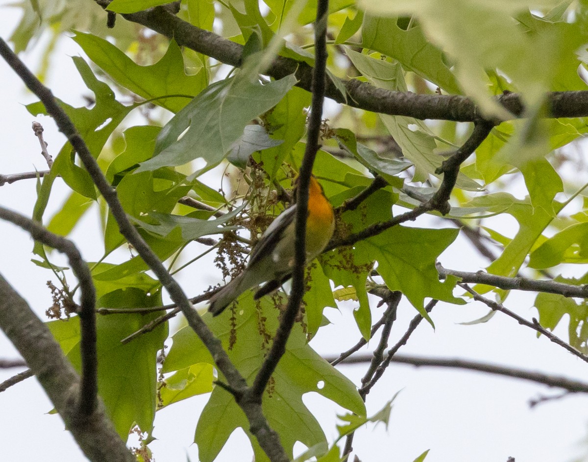 Blackburnian Warbler - Greg Harrington