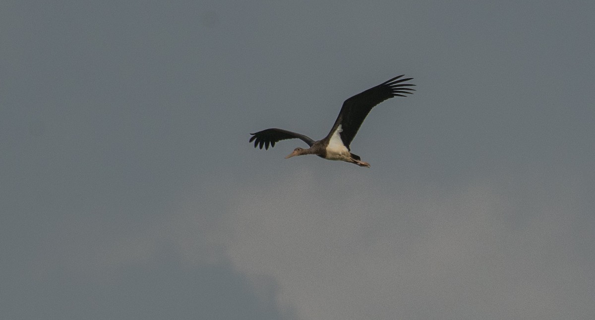 Black Stork - Theo de Clermont