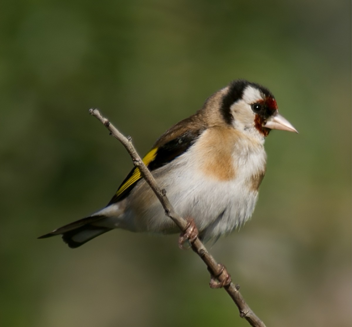 European Goldfinch - Steve Kitchen