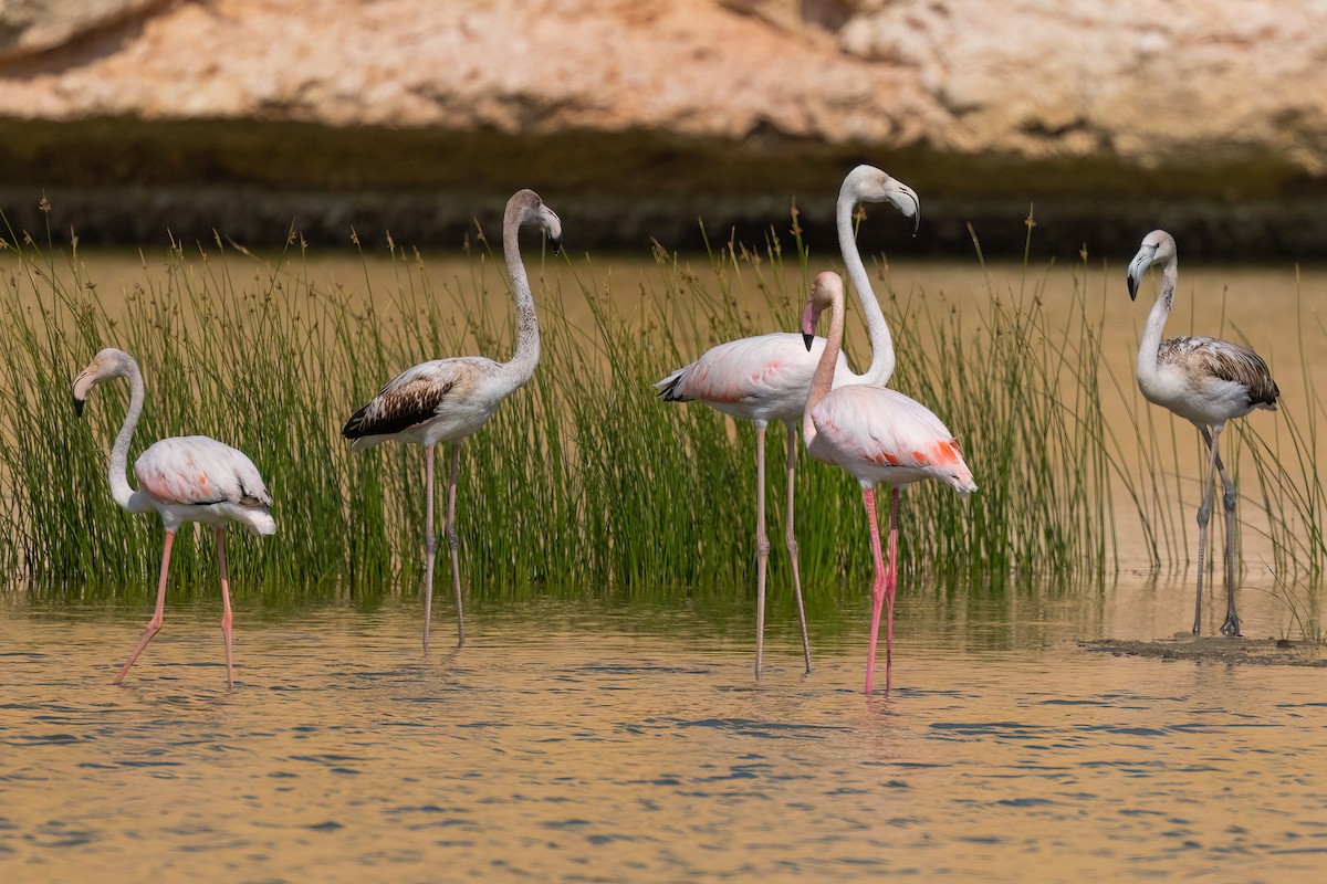 Greater Flamingo - Jaap Velden