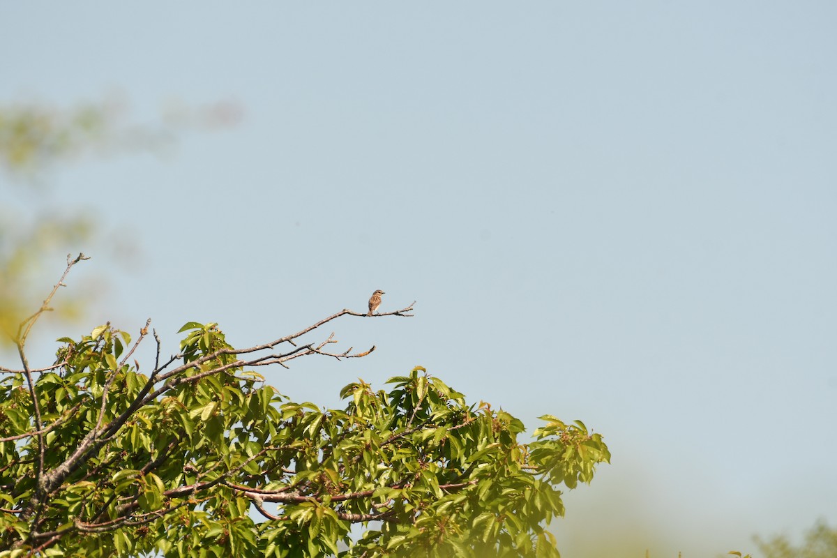 Whinchat - Sunanda Vinayachandran