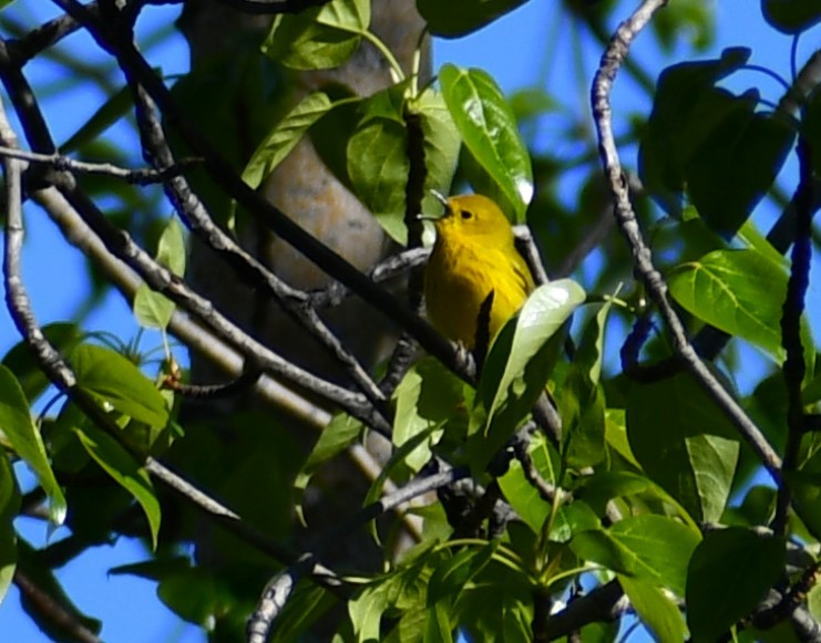 Yellow Warbler - Kim  Selbee