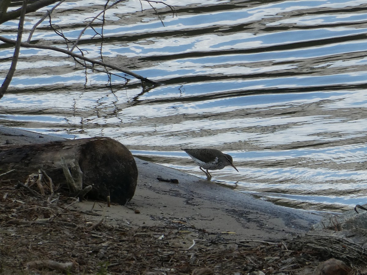 Spotted Sandpiper - Leigh McDougal