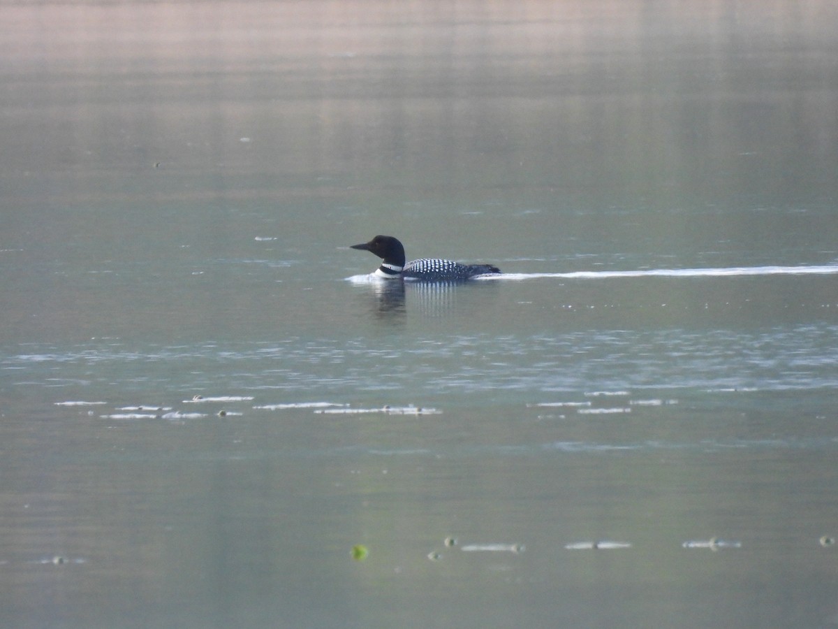 Common Loon - Denise Moreault