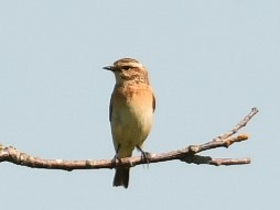 Whinchat - Sunanda Vinayachandran