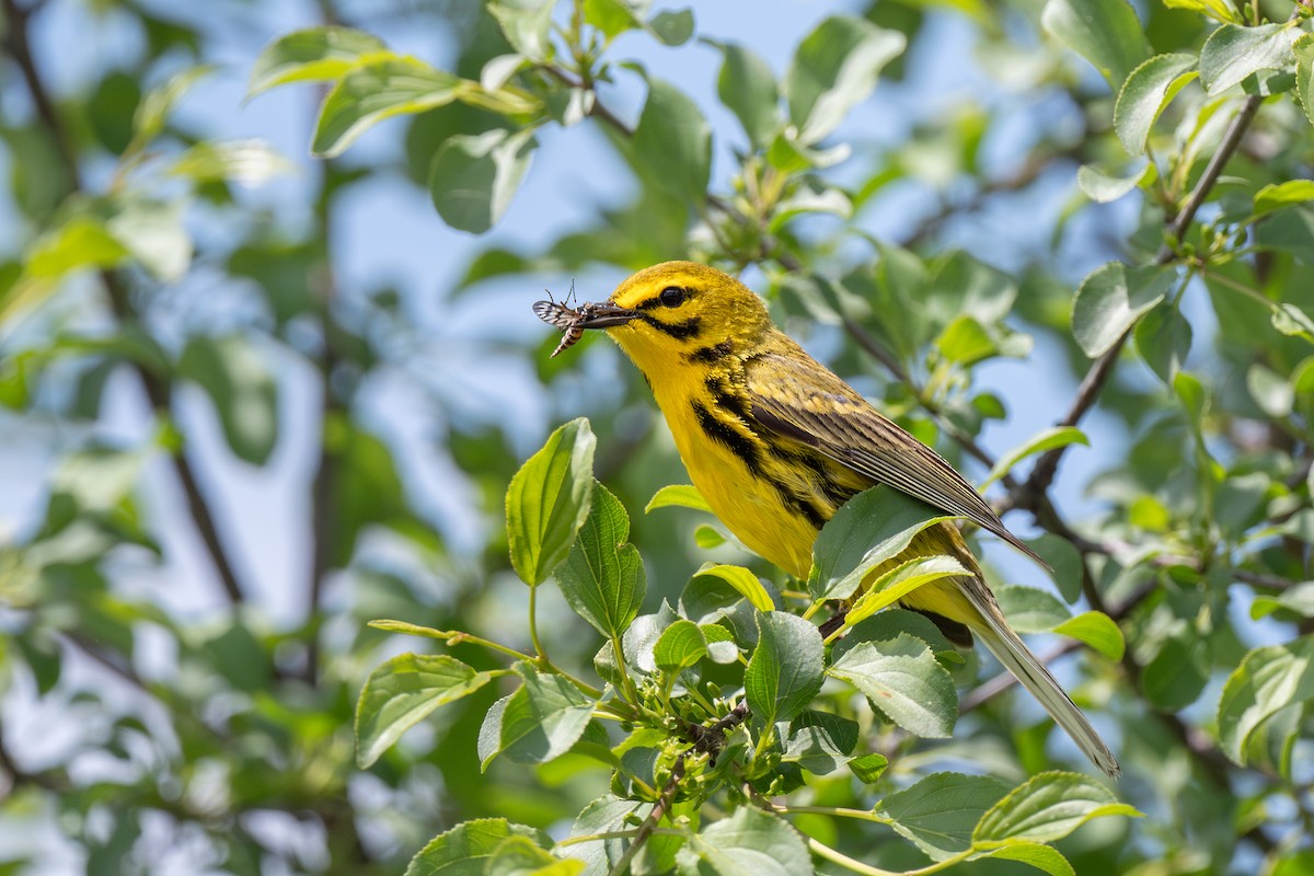 Prairie Warbler - Ian Campbell