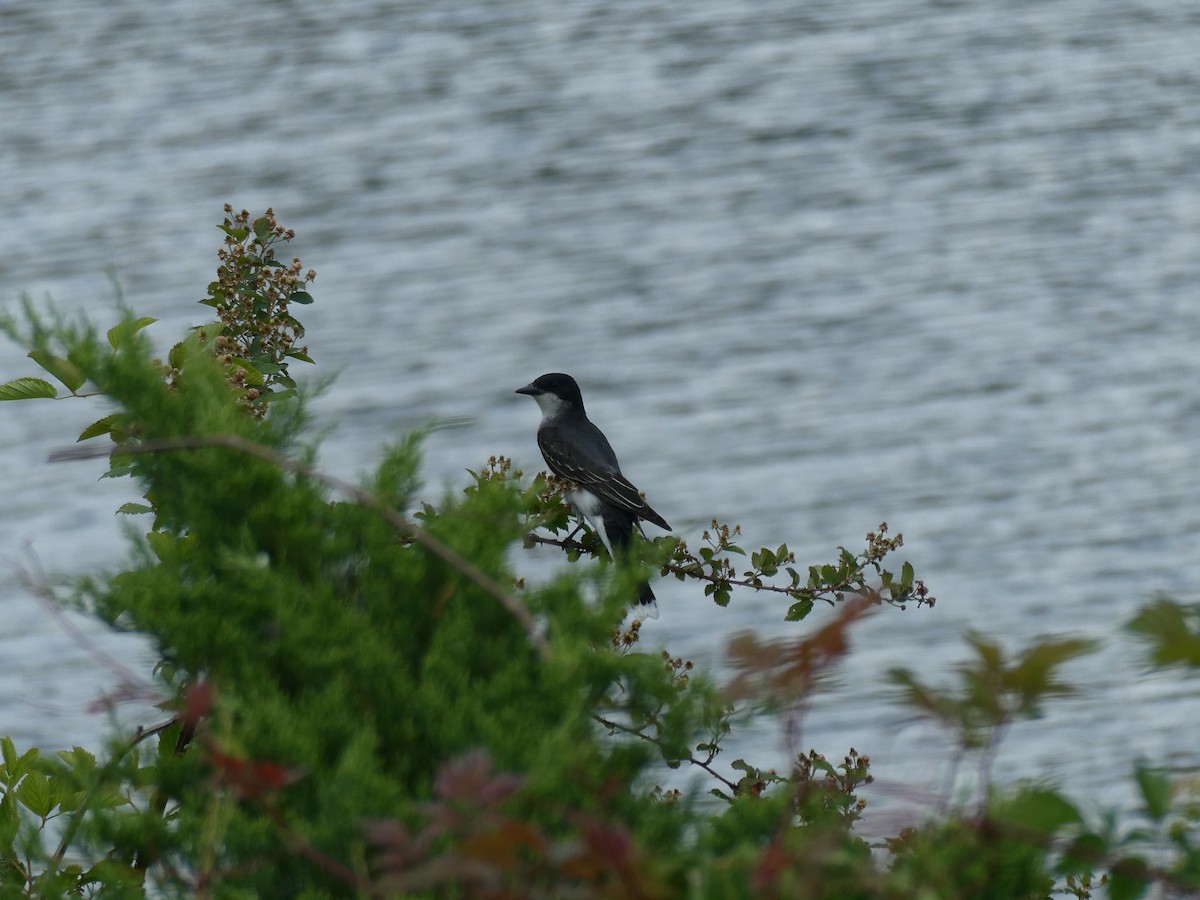 Eastern Kingbird - ML619405143