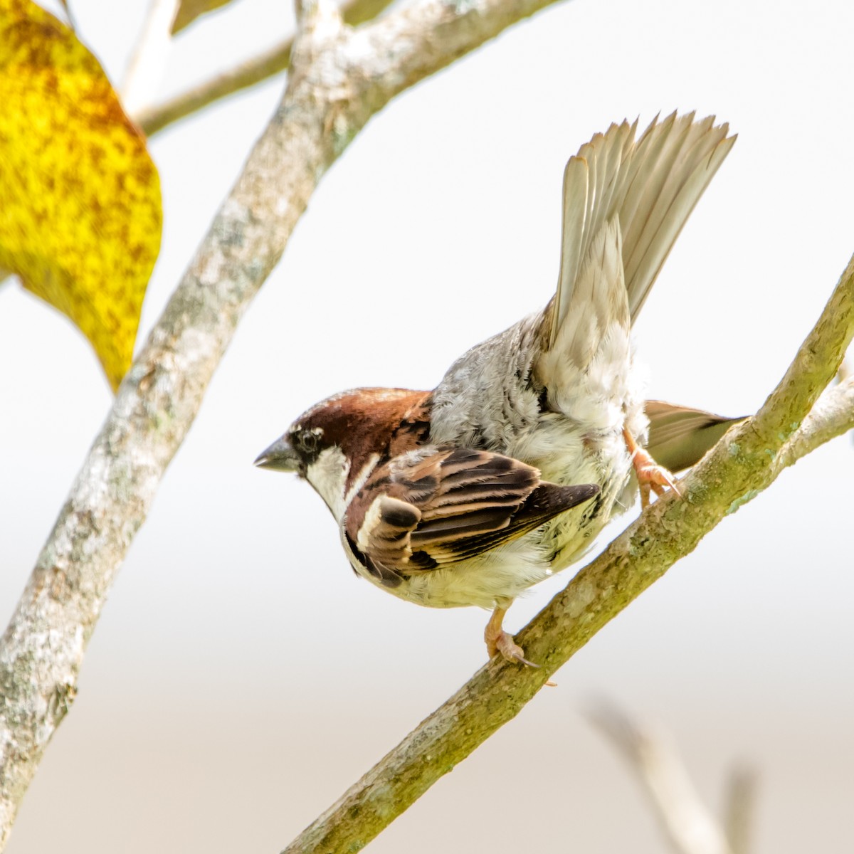 House Sparrow - Luiz Anjos