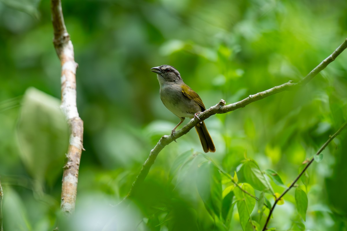 Green-backed Sparrow - Bill Garcia