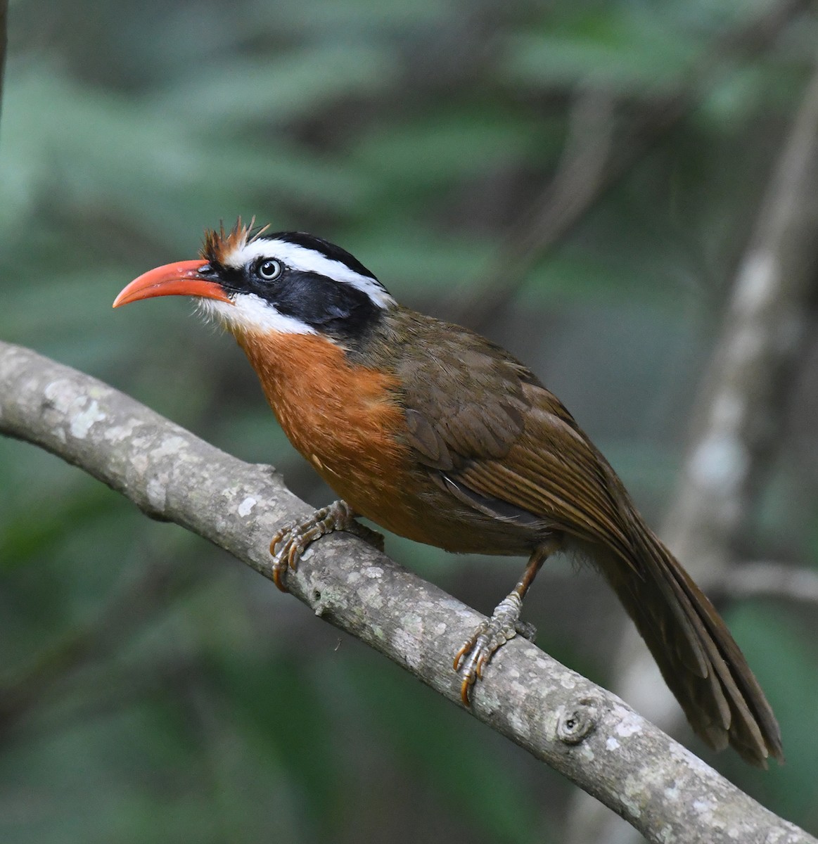 Black-crowned Scimitar-Babbler - Noreen Weeden