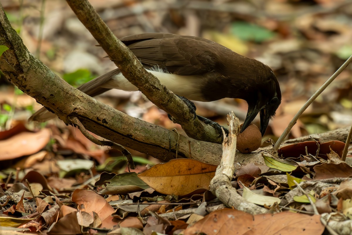 Brown Jay - Bill Garcia