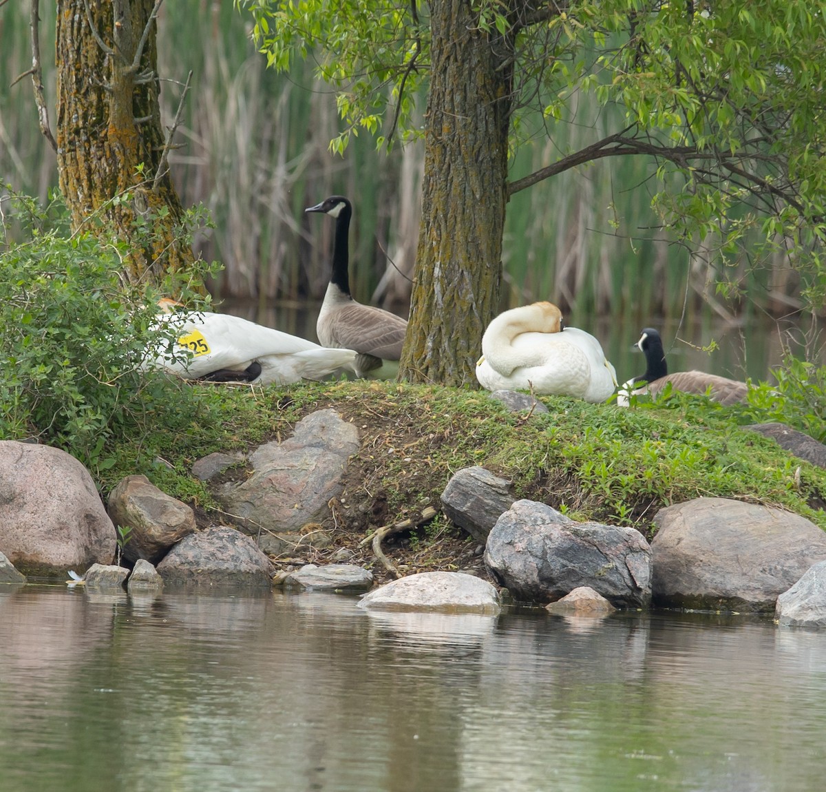 Trumpeter Swan - Hin Ki  & Queenie  Pong