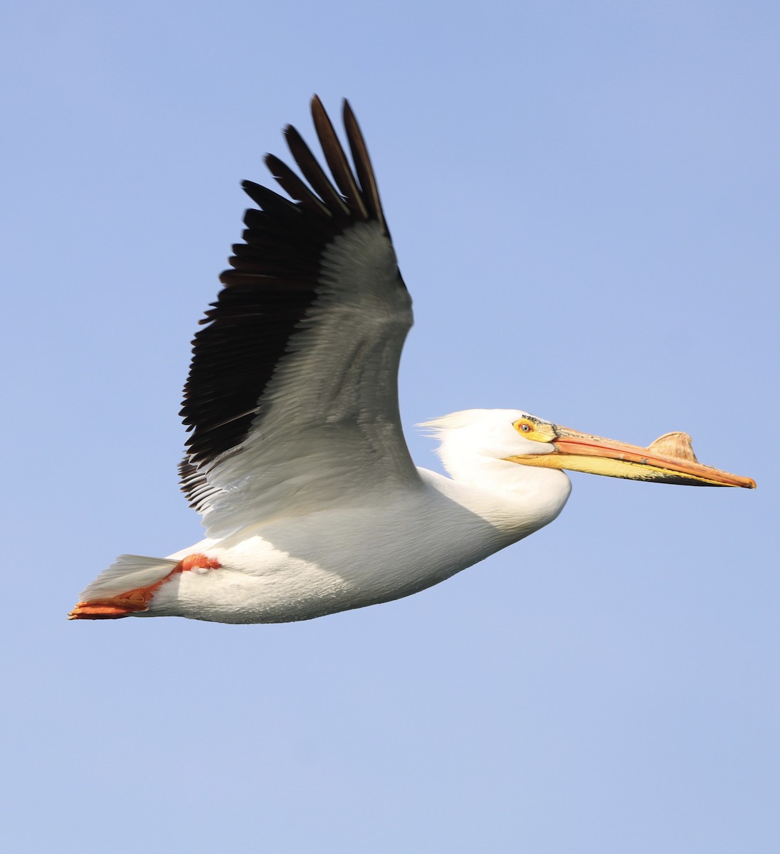 American White Pelican - Candace Evans